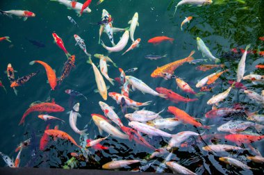 Kırmızı, siyah, beyaz, kabarcık lekeli, koi, hayvanat bahçesi göletinde