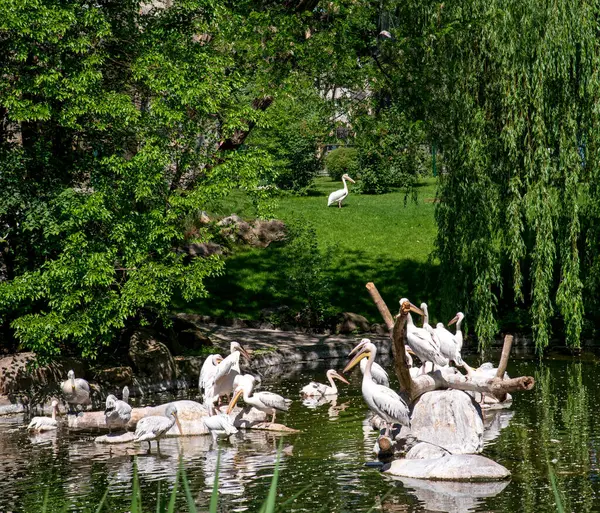 Troupeau Pélicans Reposant Sur Étang Dans Zoo Ville — Photo