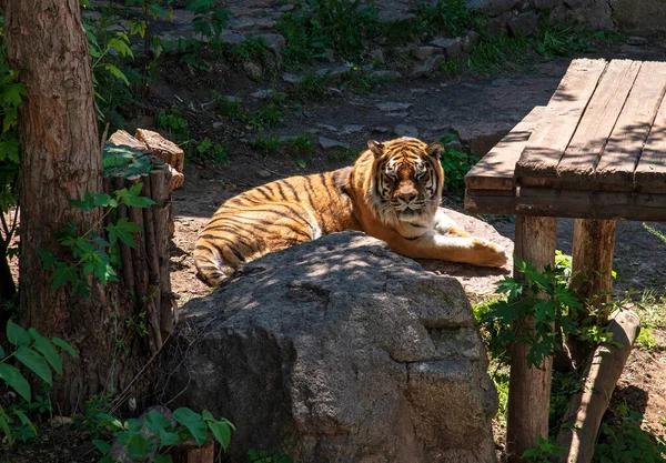 Animais Cativeiro Foto Para Proteção Dos Animais Tigre Aviário Zoológico — Fotografia de Stock