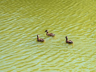 Vahşi ördekler insanların yanında yaşamaya alıştılar. Ördekler insanların onları beslediği şehir parkına uçar.