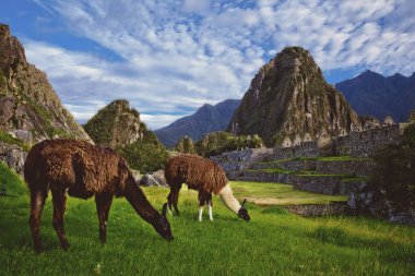 Machu Picchu 'nun İnka kalesinde iki lama ot yiyor..