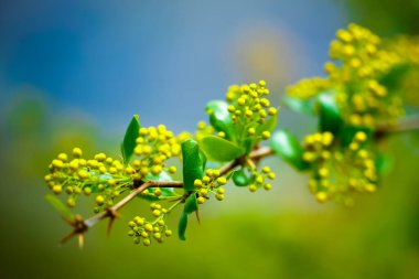 Güzel bahar çiçekleri. doğa arkaplanı