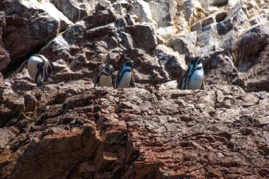 Ballestas Adaları, önemli deniz biyolojik çeşitliliği ve eko-turizm için macera sporları. Paracas Peru,