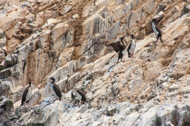 Ballestas Adaları, önemli deniz biyolojik çeşitliliği ve eko-turizm için macera sporları. Paracas Peru,