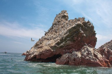 Ballestas Adaları, önemli deniz biyolojik çeşitliliği ve eko-turizm için macera sporları. Paracas Peru,