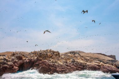 Ballestas Adaları, önemli deniz biyolojik çeşitliliği ve eko-turizm için macera sporları. Paracas Peru,