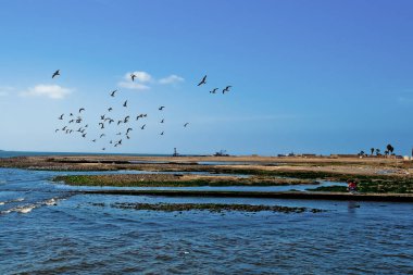 Ballestas Adaları, önemli deniz biyolojik çeşitliliği ve eko-turizm için macera sporları. Paracas Peru,