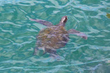 10 Şubat 2020 - Mancora, Peru: Turistler deniz kaplumbağalarıyla yüzerken eğleniyorlar