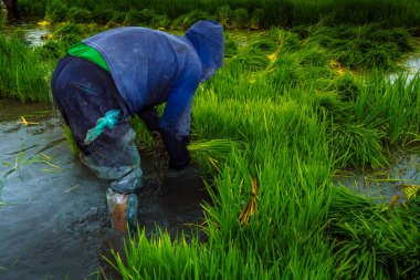 Ocak 2018 - Camana, Peru: Pirinç fidanlığı, insanlar en büyük tarlada yeniden ekmek için küçük pirinci parçalıyorlar