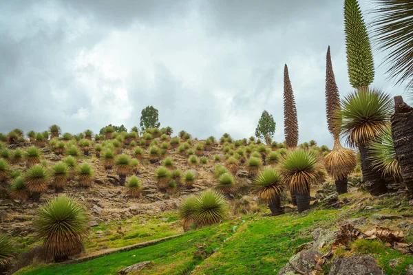 Puya Raimondiiの美しい景色は ボリビアとペルーの高いアンデス地域の固有種を植えます — ストック写真