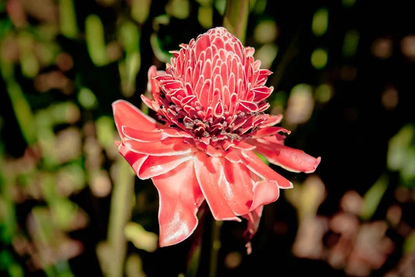 Nahaufnahme Einer Blühenden Blume Tropischen Wald — Stockfoto