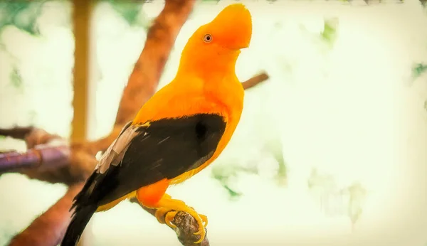 Оранжевый Попугай Сидит Ветке Дерева — стоковое фото