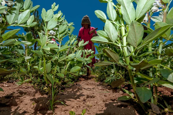 Anne ve iki çocuğu fasulye tarlasında çalışıyor. 8 Mart 2017, Taquile Island Puno Peru.