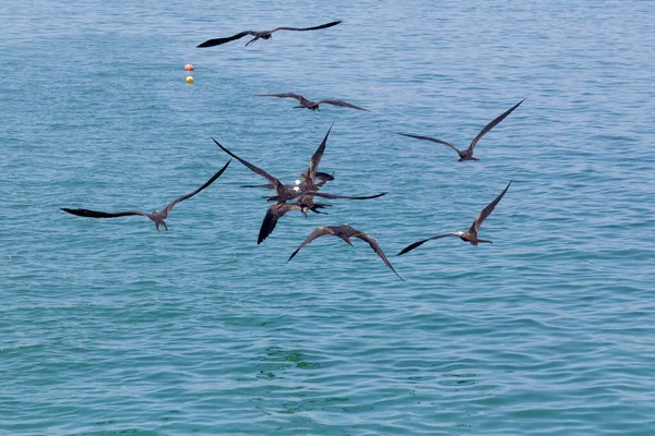 Möwenschwarm Fliegt Über Blauen See — Stockfoto