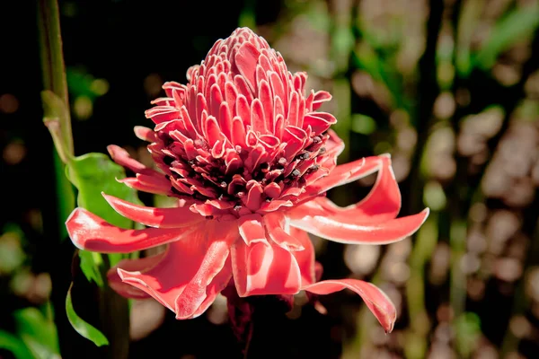 热带森林中盛开的花朵的特写 — 图库照片
