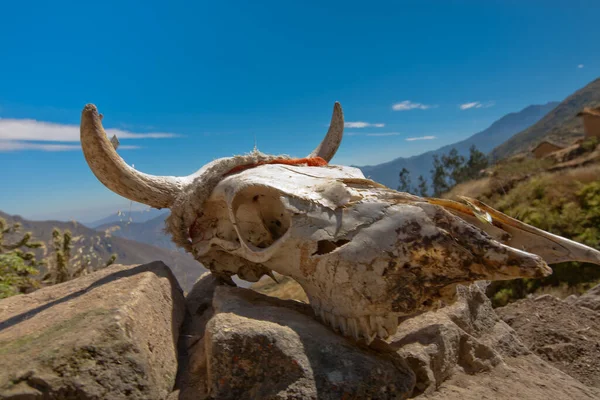 skull of a bull in the background of blue sky, peru