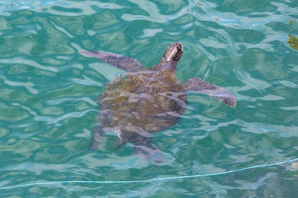 Φεβρουαρίου 2020 Mancora Περού Τουρίστες Μπορούν Διασκεδάσουν Κολυμπώντας Θαλάσσιες Χελώνες — Φωτογραφία Αρχείου