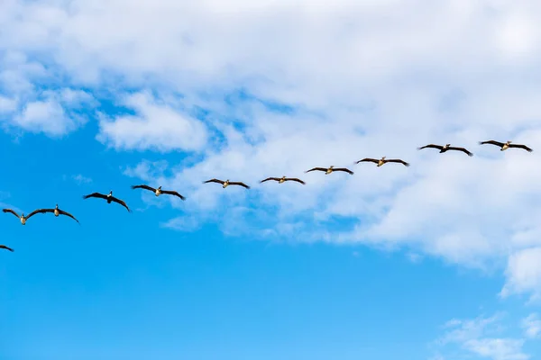Stado Pelikanów Latających Niebie — Zdjęcie stockowe