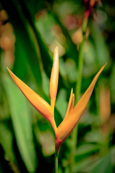 热带森林中盛开的花朵的特写 — 图库照片