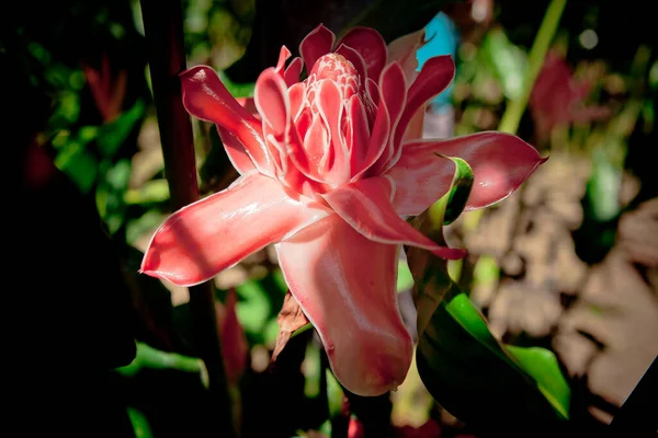 Widok Bliska Kwitnący Kwiat Lesie Tropikalnym — Zdjęcie stockowe