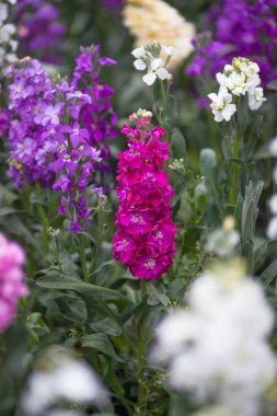 Bahçedeki güzel çiçekler 