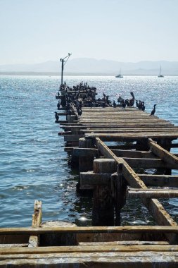 Ballestas Adaları, önemli deniz biyolojik çeşitliliği ve eko-turizm için macera sporları. Paracas Peru,