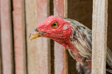 Güzel kırmızı bir horoza yaklaş 