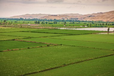 Nepal dağlarında yeşil pirinç tarlaları 