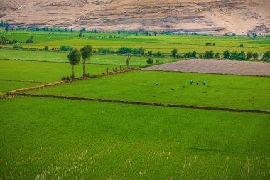 Yeşil çimenlerin ve mavi gökyüzünün manzarası. Arka planda bulutlar ve mavi gökyüzü.. 