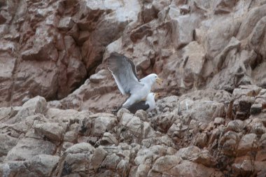 Ballestas Adaları, önemli deniz biyolojik çeşitliliği ve eko-turizm için macera sporları. Paracas Peru,