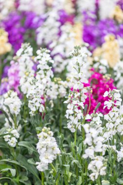 Bahçedeki renkli güzel çiçekler. 
