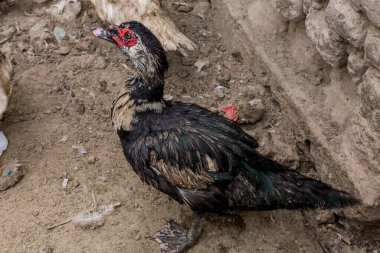 Çiftlikteki kümes hayvanları. 