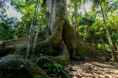 büyük ağaç ormanları içinde. 