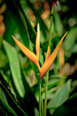 beautiful yellow and red flower in the garden 