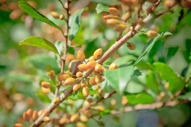 Bahçedeki ağaçta olgun erikler, seçici odak, boşluğu kopyala 