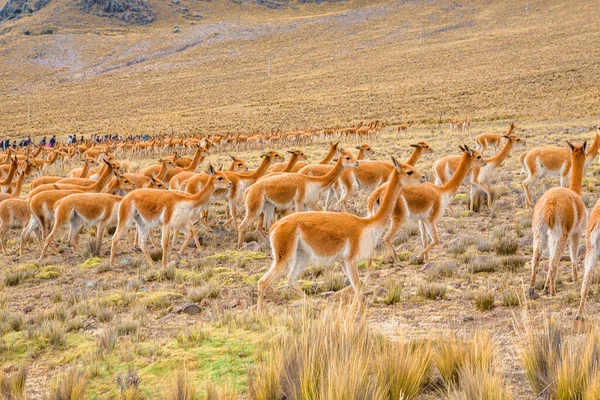 Belo Animal Selvagem Nos Andes Montanhas Peru — Fotografia de Stock