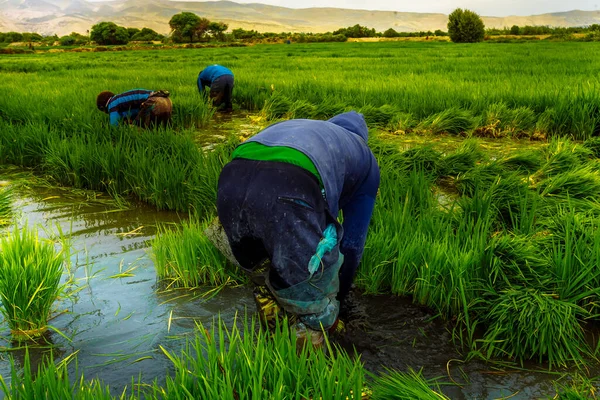 Bir adam tarlada pirinç yetiştiriyor. 