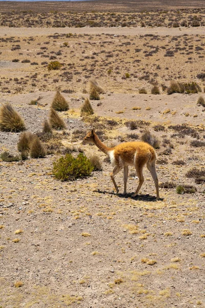 Vicua Sivatagi Tájon Peruban — Stock Fotó
