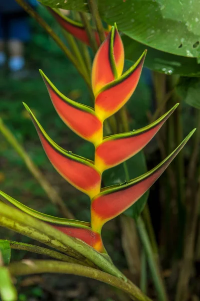 Zbliżenie Czerwony Żółty Kwiat Tropikalny Przyrodzie — Zdjęcie stockowe