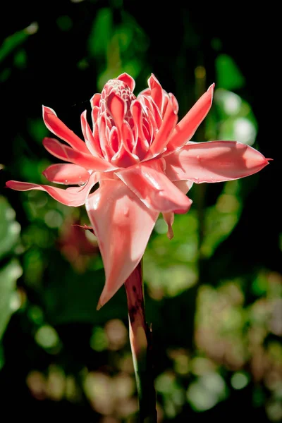 美しいピンク色の花のクローズ アップ — ストック写真