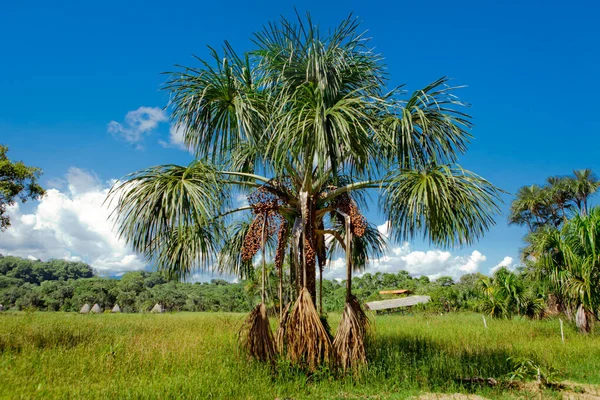 Palmbomen Blauwe Lucht — Stockfoto