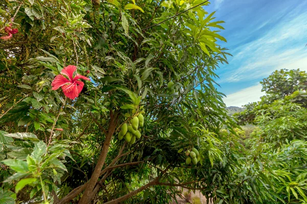 Tropische Bloemen Van Een Tropische Plant Een Zonnige Dag — Stockfoto