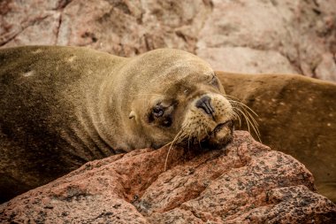 Galapagos adalarında bir deniz aslanının yakın görüntüsü Peru Paracas