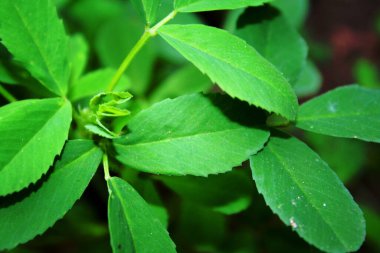 Bahçedeki yeşil bitki 