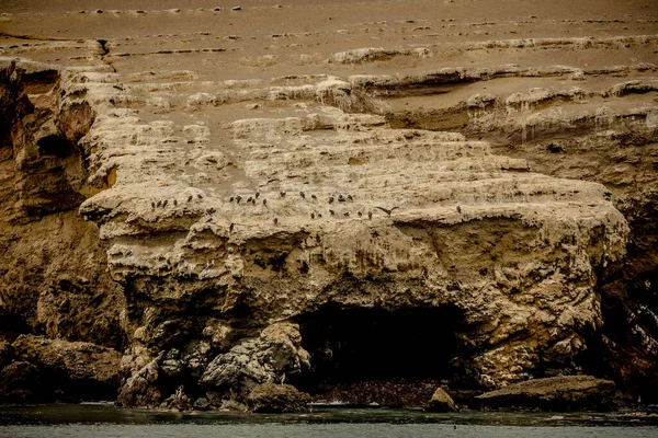 Blick Auf Seelöwen Auf Den Ballestas Inseln Paracas Peru — Stockfoto
