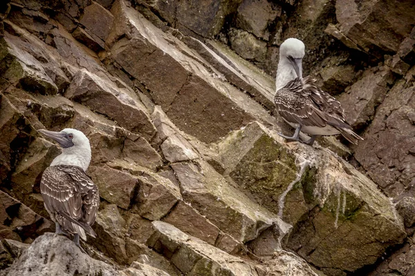 Γραφική Θέα Του Όμορφου Πουλιού Στη Φύση Paracas Περού — Φωτογραφία Αρχείου