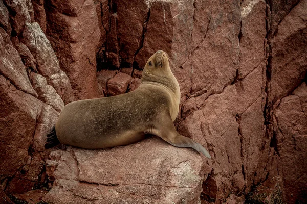 a closeup shot of a sea lion on a rock Paracas Peru
