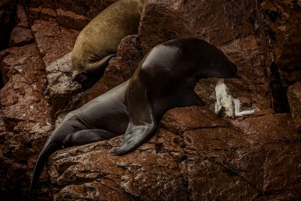 Dos Lobos Marinos Las Islas Galápagos Paracas Perú — Foto de Stock