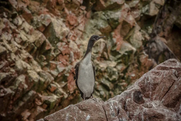 Zbliżenie Strzał Czarny Ogon Bocian Stojący Skale Paracas Peru — Zdjęcie stockowe