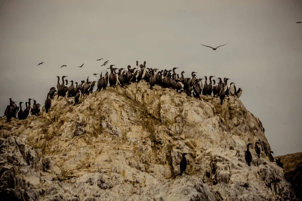 Vogels Van Zee Lucht Paracas Peru — Stockfoto